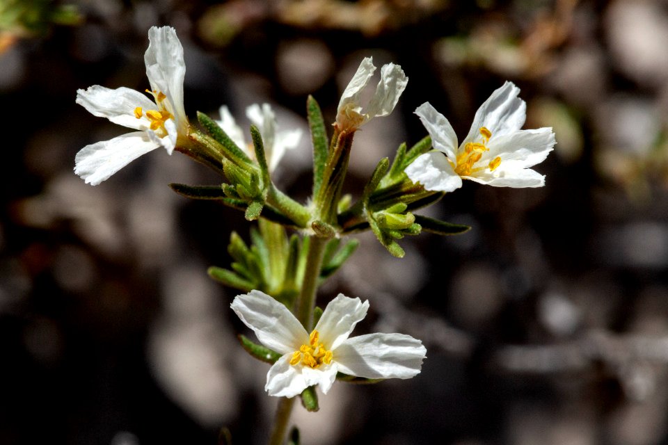 Frankenia jamesii photo