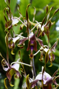 Orchids singapore botanical garden photo