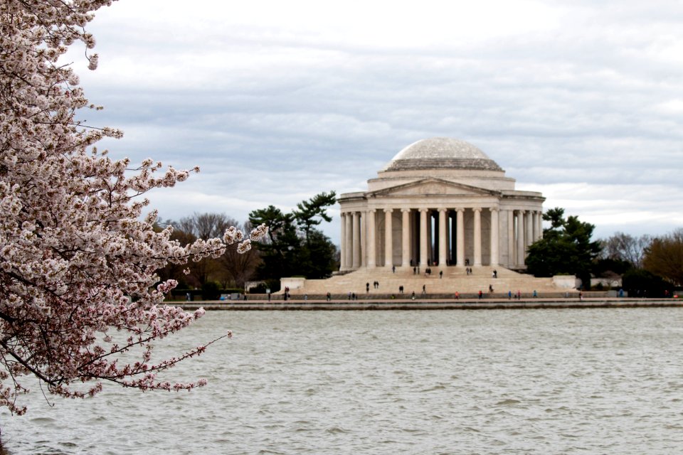 CherryBlossomDC2019-15.jpg