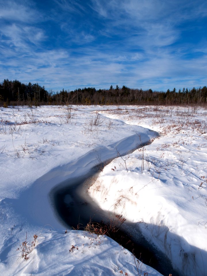 Frozen Bog