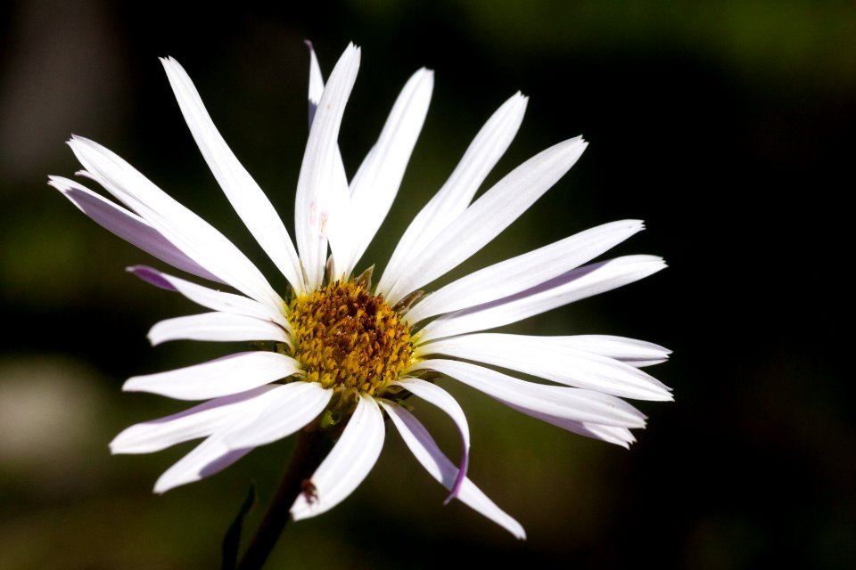 Townsendia formosa