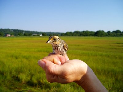 Saltmarsh sparrow in the hand