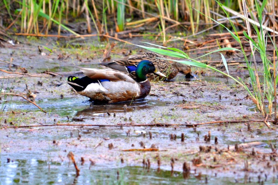 Mallards at Edwin B. Forsythe National Wildlife Refuge