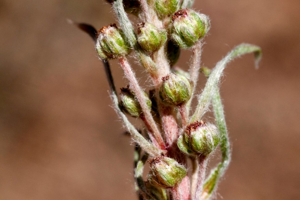 Artemisia borealis