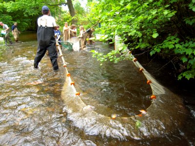 Larger net set to catch stream species photo