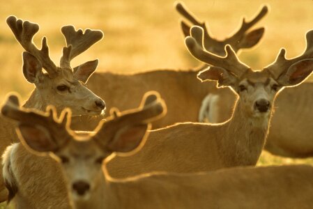 Wildlife nature antlers photo