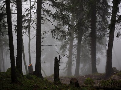 Fog forest trees photo