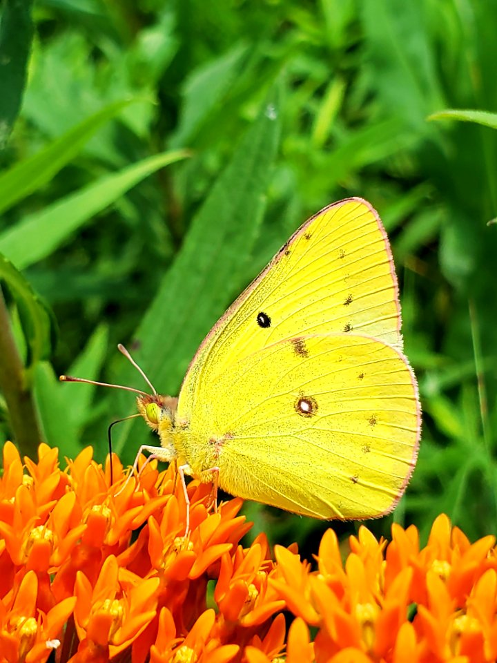 Clouded Sulpher on Butterfly Weed