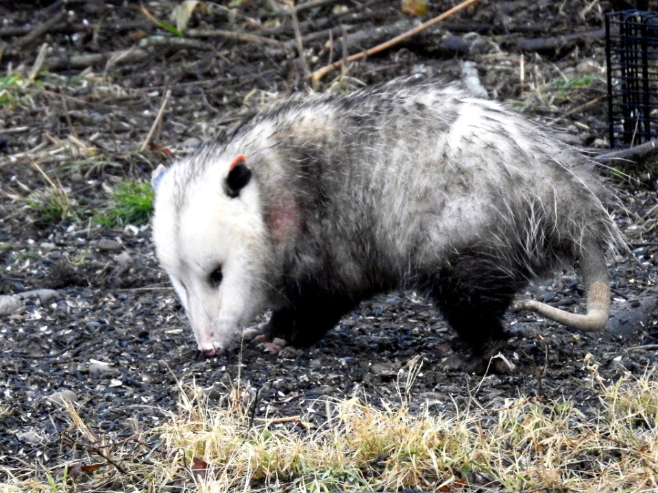 Oppossum