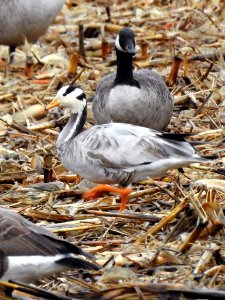 Bar headed goose at Ohio River Islands National Wildlife Refuge