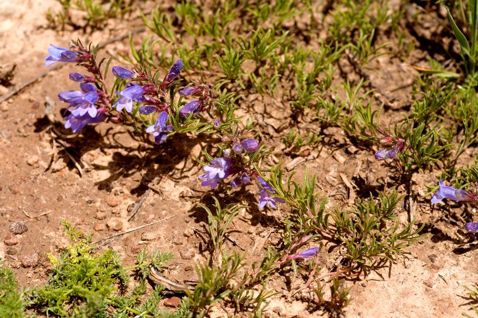 Penstemon crandallii var. glabrescens