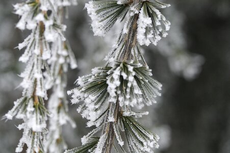 Icy winter hoarfrost