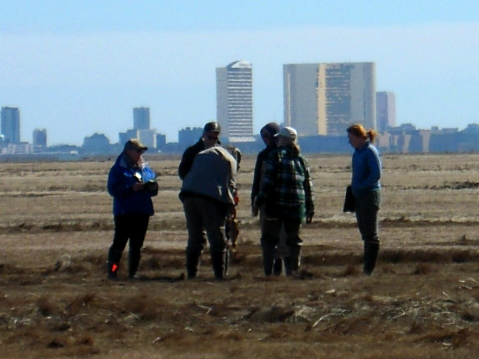 Salt Marsh field work