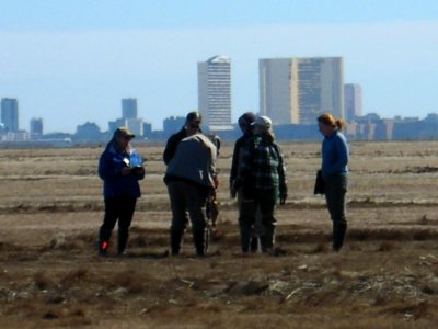 Salt Marsh field work