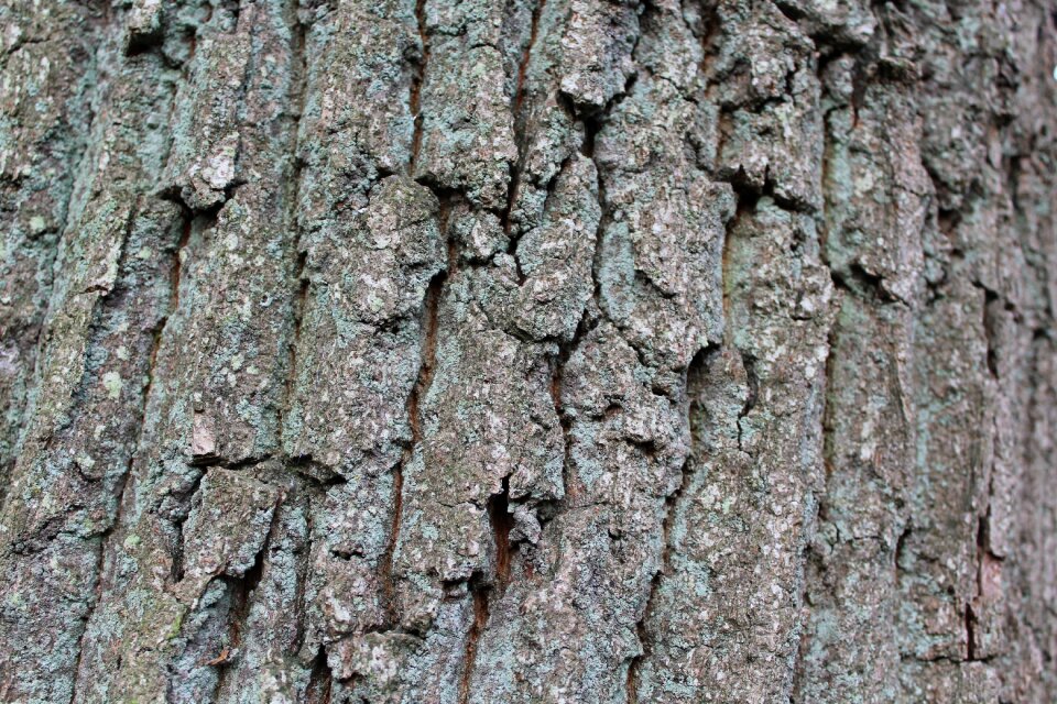 Tree tree bark wood