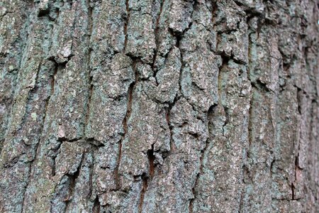 Tree tree bark wood