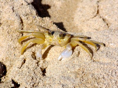 Cancer shellfish beach