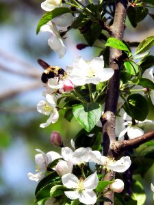 Bumblebee on Crabapple photo