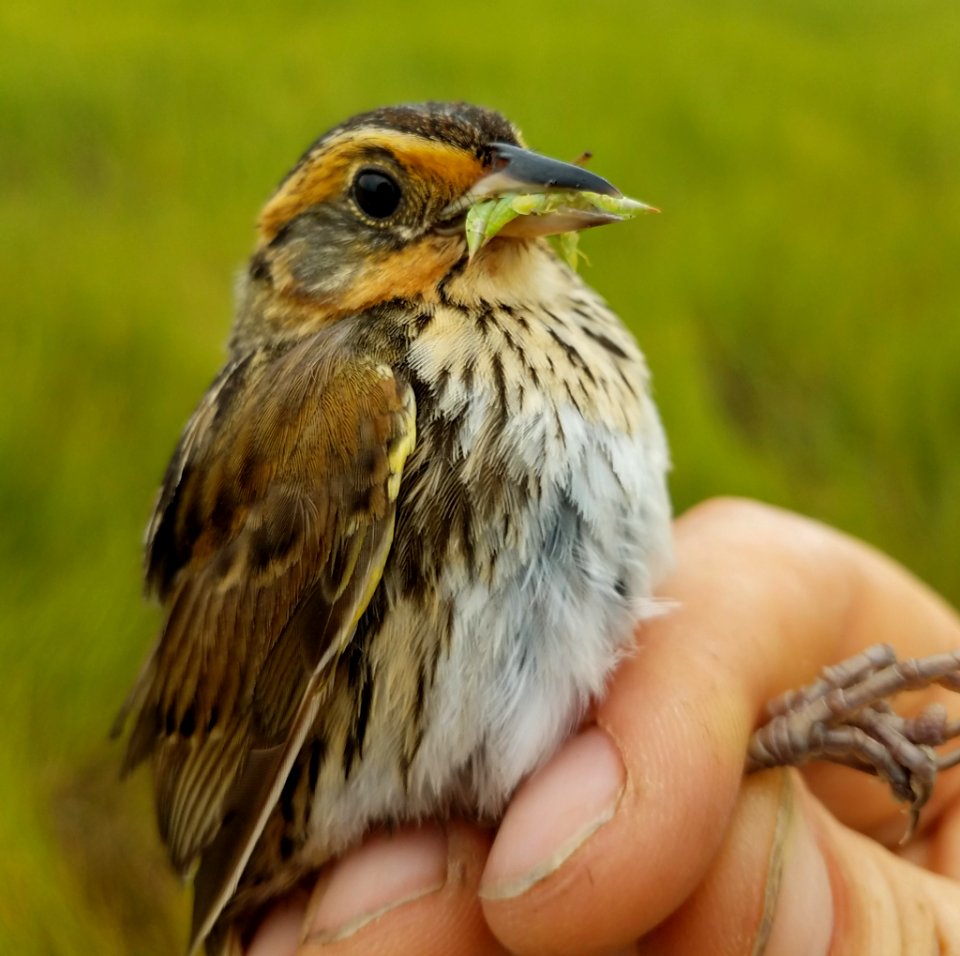 Saltmarsh sparrow adult with food for chicks