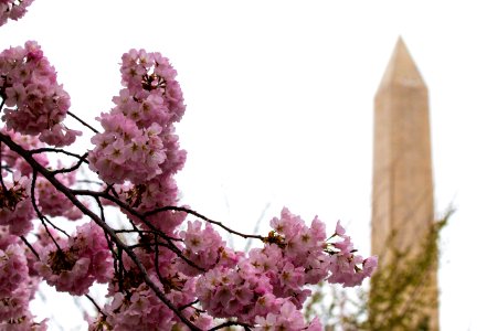 CherryBlossomDC2019-30.jpg photo