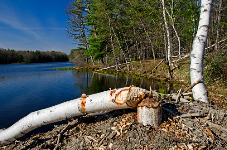 Beaver chew
