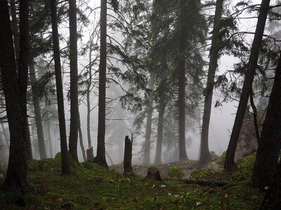 Fog forest trees photo