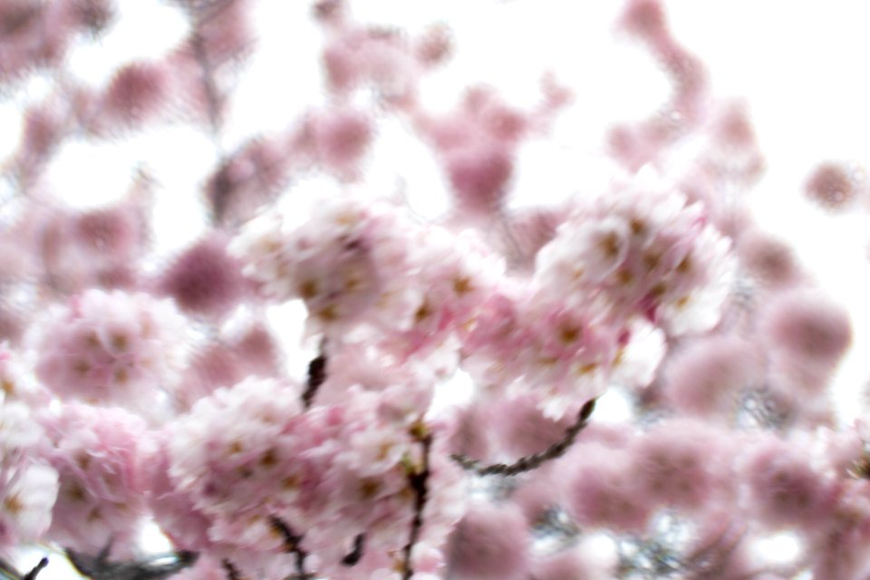 CherryBlossomDC2019-57.jpg