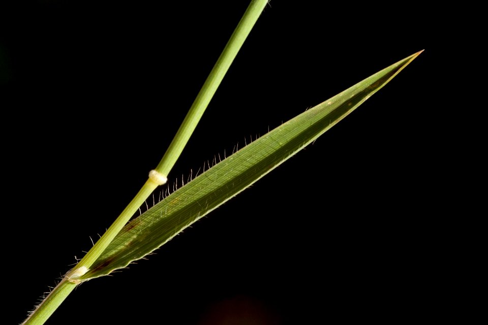 Aegilops triuncialis
