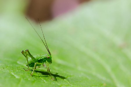 Insecte vert - green bug photo