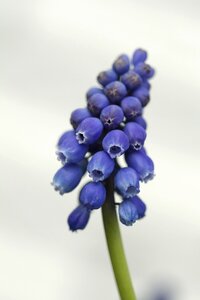 Close up plant nature