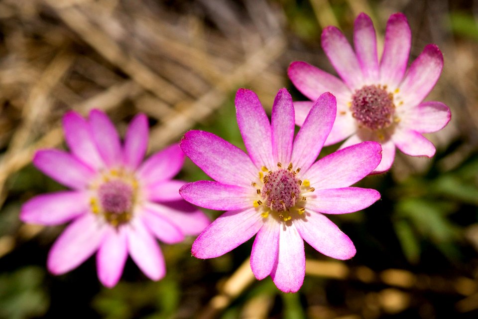 Anemone tuberosa