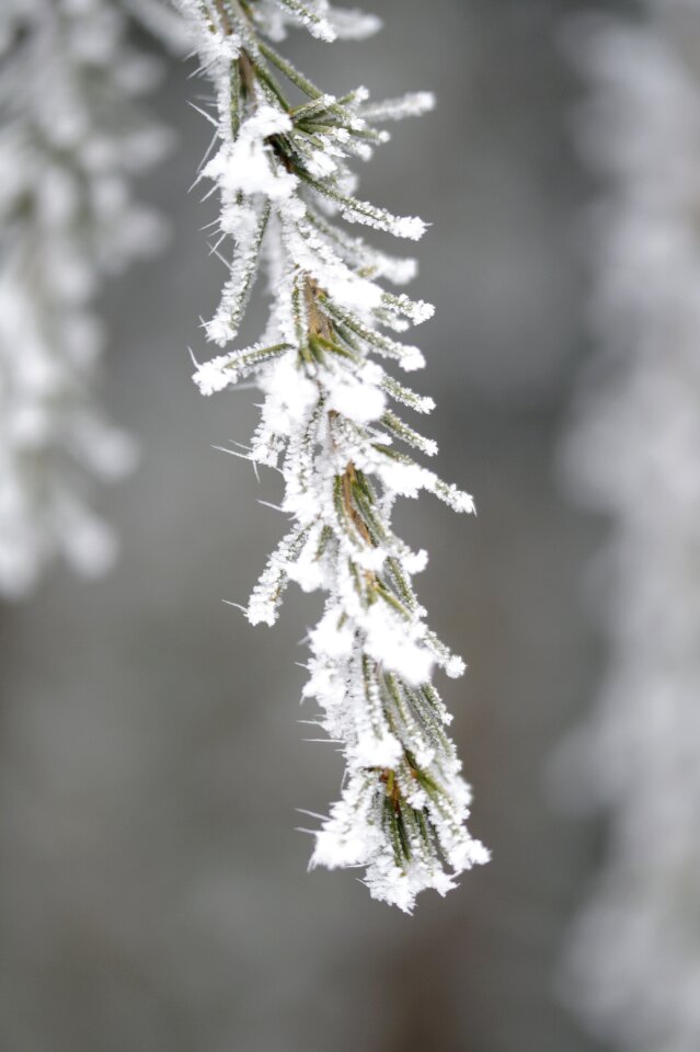 Icy hoarfrost pine needles
