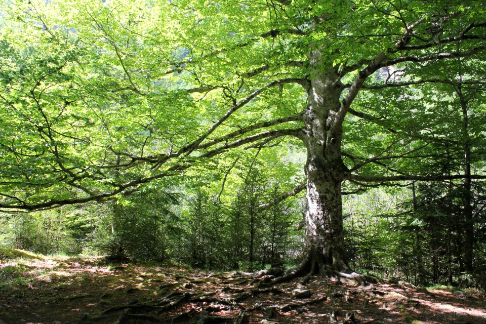 Leaves tree landscape