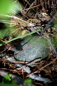 LiveTurtleInWoods EasternNeck 04-17