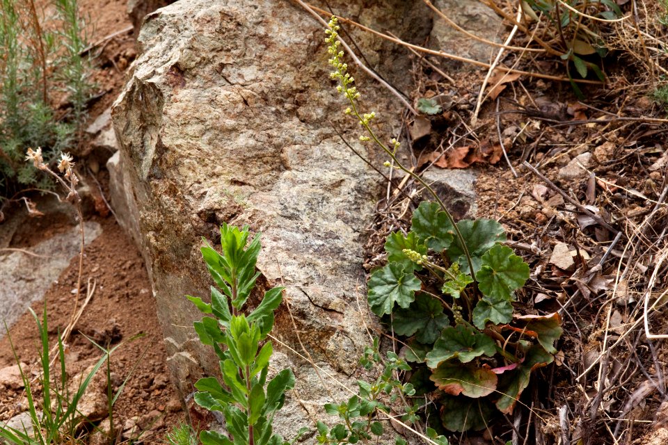 Heuchera soltisii