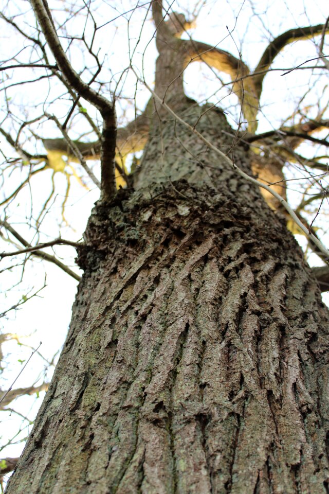 Tree bark aesthetic tribe