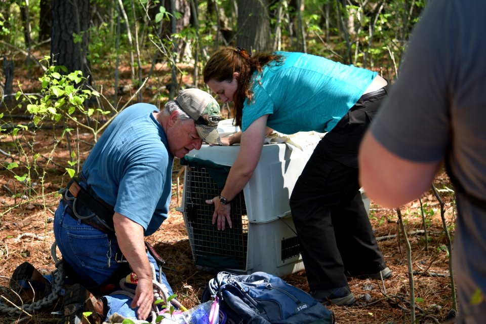Staff preparing to release juvenile bald eagle at Eastern Neck National Wildlife Refuge