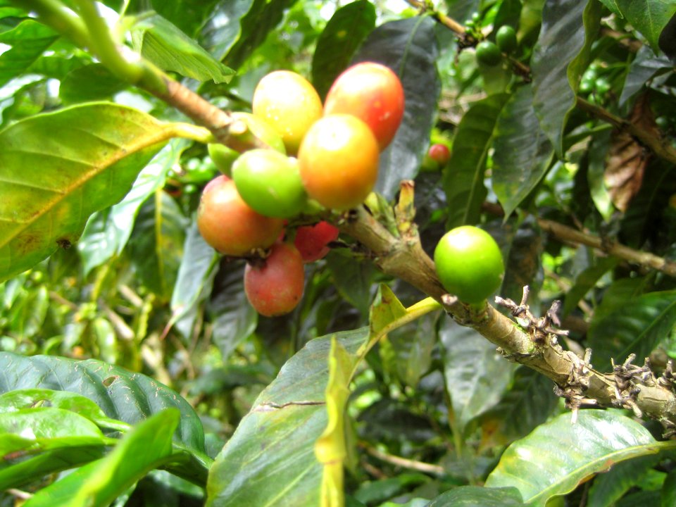 Coffee beans