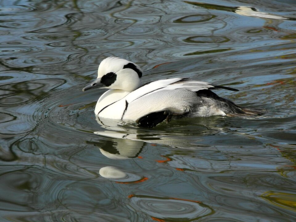 Mirroring zoo white feathers