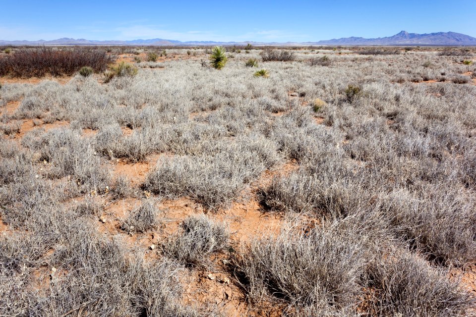 West of the Mimbres River