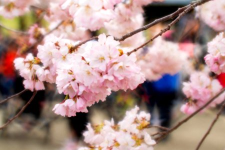 CherryBlossomDC2019-521.jpg