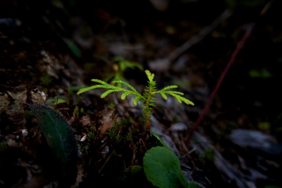 Cedar Sprout