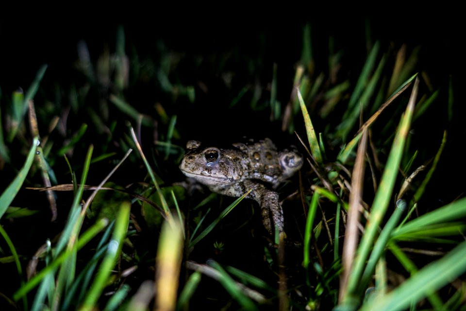 Boreal Toad photo