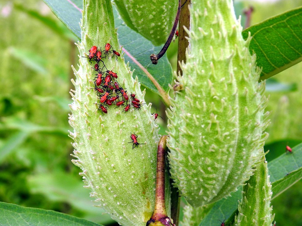 Milkweed bug nymphs