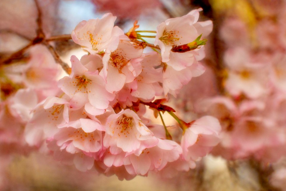 CherryBlossomDC2019-541.jpg
