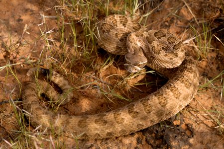 Crotalus viridis