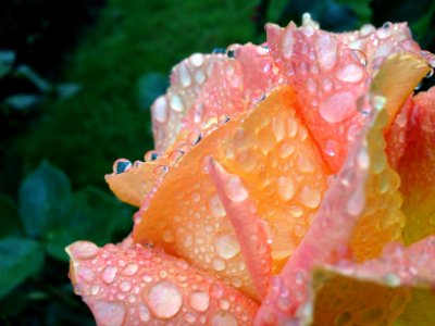 Raindrops on petals photo