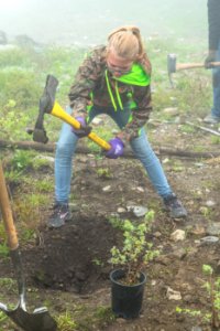 Volunteer Group Planting at Logan Pass 30