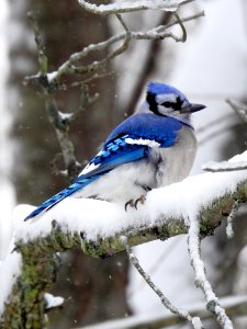 Blue Jay in snow photo