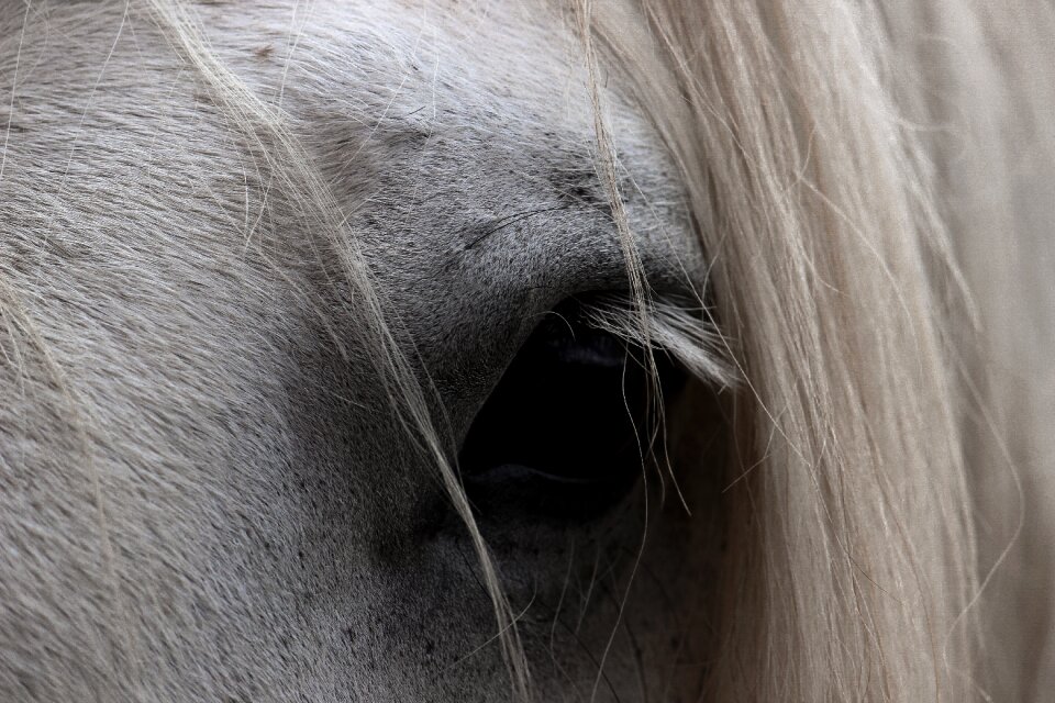 Nature head horse head